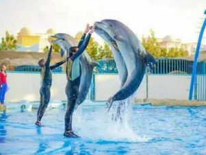 Dolphin-Show-Hurghada-Dolphin-world-Dolphin-trip-hurghada-dolphin-makadi-bay-swimming-with-dolphins-Hurghada-dolphin-show-price